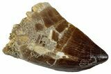 Large, Fossil Mosasaur (Prognathodon) Tooth - Morocco #262813-1